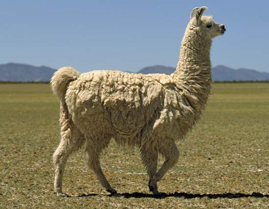 llama